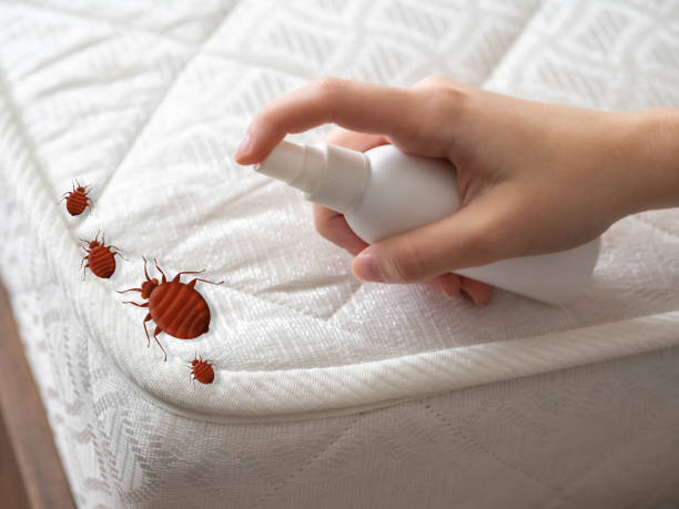Best Insect Control  in Union Mill, VA