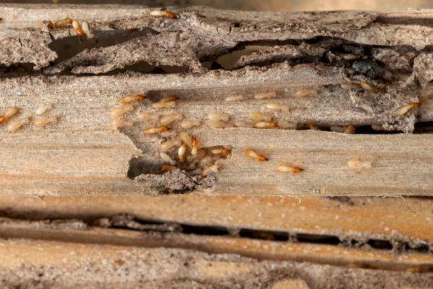 Best Pest Inspection Near Me  in Union Mill, VA